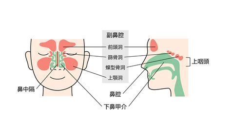 鼻水の原因