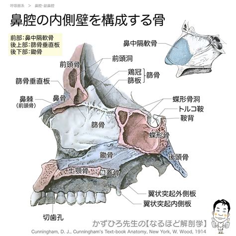 鼻腔断面図：奥深くの構造を解き明かす