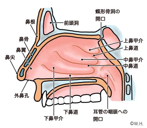 鼻腔 断面 図でわかる鼻腔の構造と機能