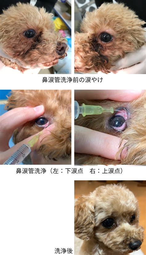 鼻 涙 管 閉塞 犬