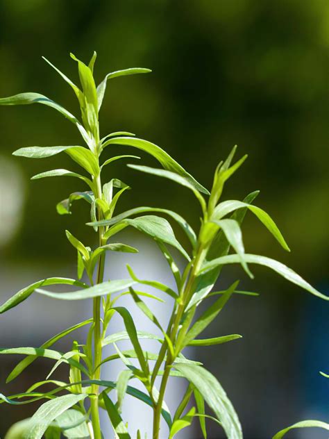 龍蒿中文：探索用途廣泛的芳香草本植物