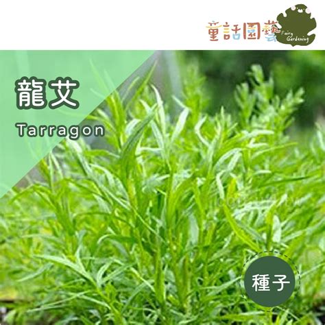 龍蒿草：獨一無二的香料和藥草