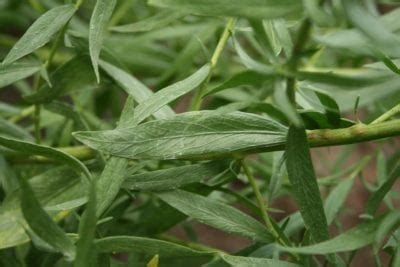 龍蒿：一種芳香萬能的草本植物