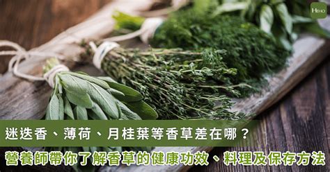 龍蒿：香氣四溢的香草，用途廣泛