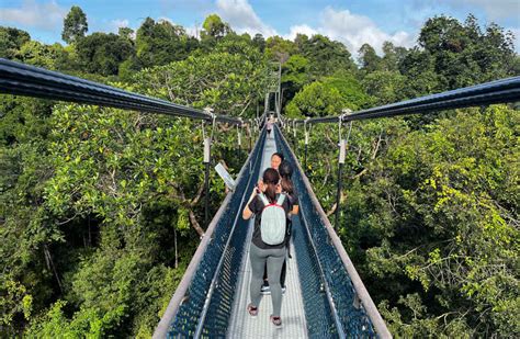 🌳 Tree Top Walk Singapore Opening Hours: