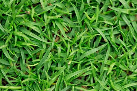 🌿 Fertilize Your Bermuda Grass for Lush Turf in 5 Easy Steps!