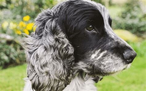  **Cocker Spaniel Puppies for Sale: A Comprehensive Guide for Prospective Owners**