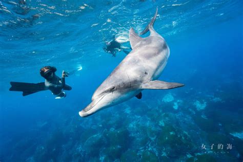  海豚共游：與海洋生物親密接觸的難忘體驗