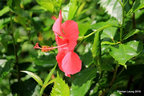  馬來西亞 國寶級 花卉「大 紅花」