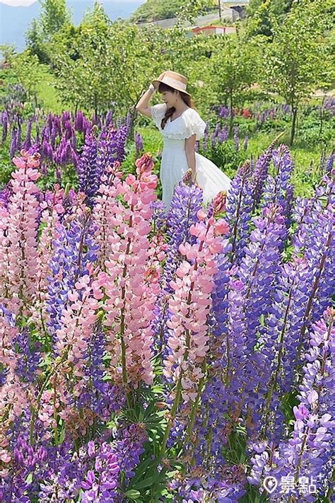  魯 冰花 花語──永恆的懷念與追憶 