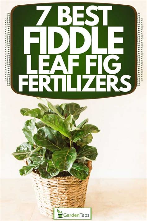  5 Foolproof Fiddle Leaf Fig Fertilizers 