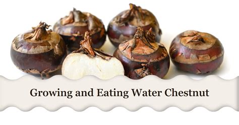  A Culinary Treasure: Unlocking the Versatility of Water Chestnuts