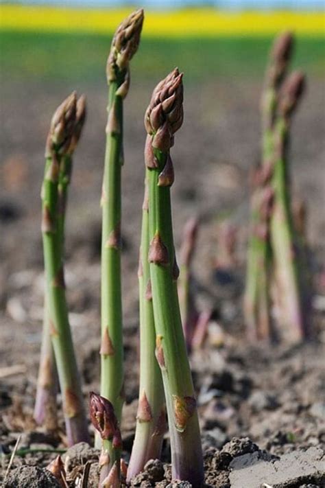  Asparagus Fertilizing: A Complete Guide to When, How, and What You Need for Lush Harvests 