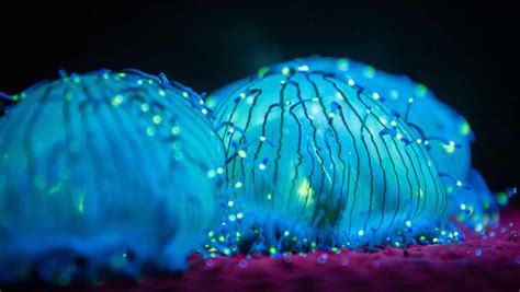  Bioluminescence: A Natural Light Show 