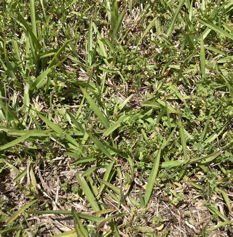  Centipede Grass: A Southern Staple 