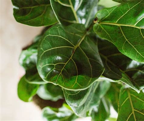  Fertilize Fiddle Leaf Fig for a Healthy and Lush Plant