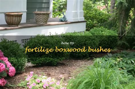  Fertilizing Boxwood Shrubs: A Comprehensive Guide for 5 Thriving Types 