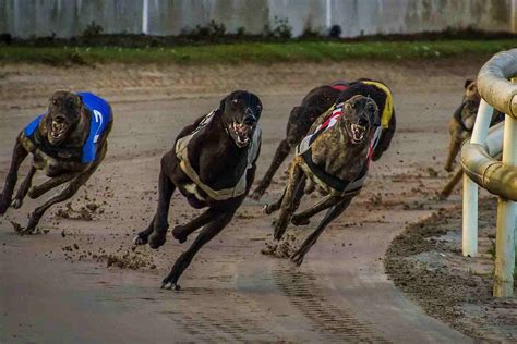  Greyhound Bet: Como Apostar e Ganhar nas Corridas de Galgos 