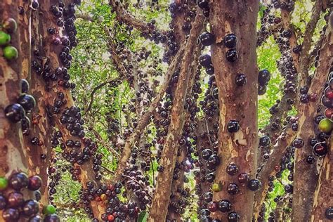  Growing Grapes in Brazil 