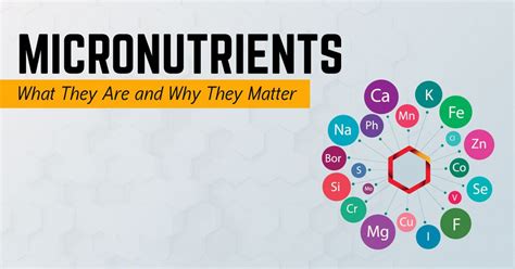  Micronutrients Matter: Why They're Essential for Plant Health