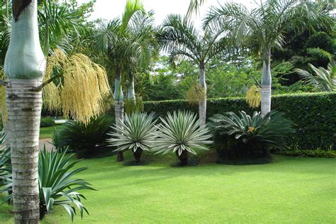  Palmeiras no Jardim: Um Guia Completo para Aprimorar a Beleza e a Saúde do Seu Jardim Tropical 