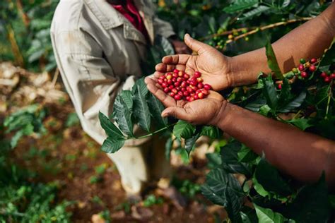  Plataforma CaféBet: Revolucione Seus Negócios de Café com Inovações Tecnológicas 