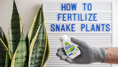  Snake Plant Fertilizer: The Ultimate Guide 