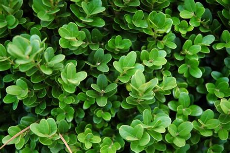  Understanding the Nutritional Needs of Boxwood Shrubs 