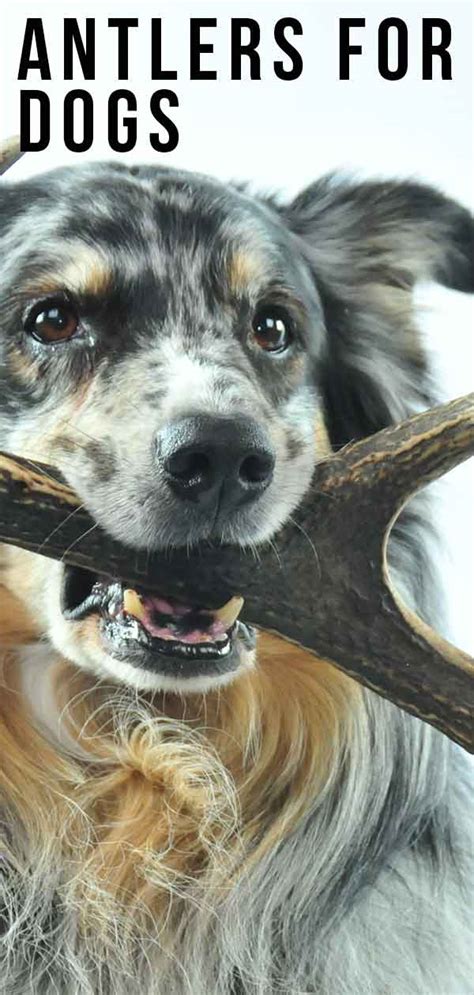  Why Antler Dog Chews Matter