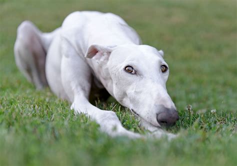  cachorro de corrida