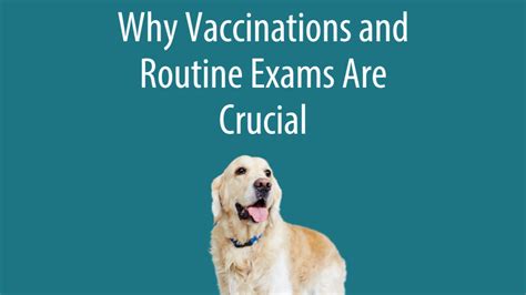 - Routine wellness exams and vaccinations: