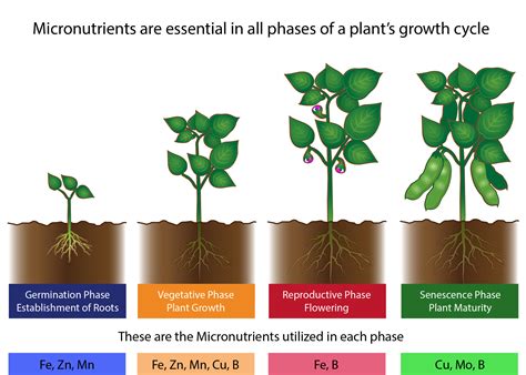 0-N Fertilizers: Maximizing Plant Growth Without Nitrogen