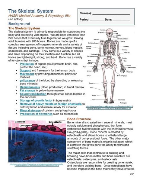 08a The Skeletal System Pdf Haspi Doc