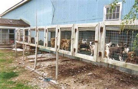 1,000+ Active Puppy Mills in Amish Communities