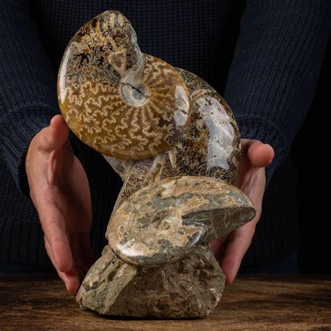 1,000+ Ammonites For Sale: Discover Ancient Treasures Today