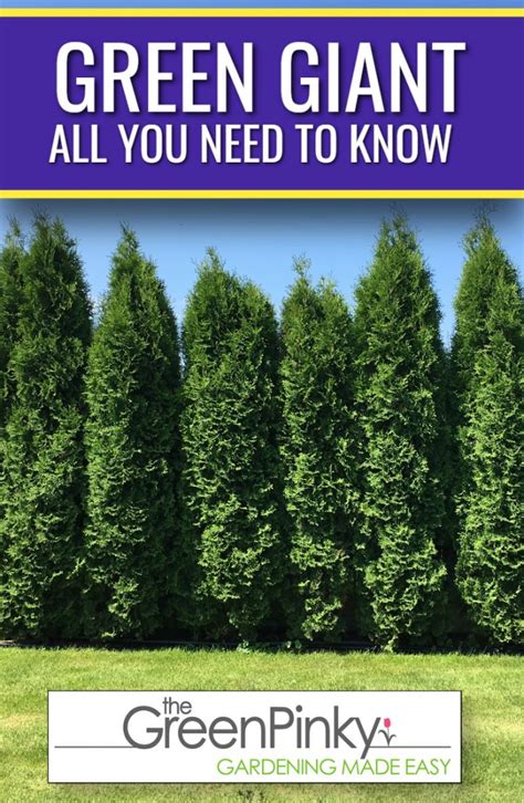 1,000+ Fertilizing Tips for Arborvitae Green Giant Growth