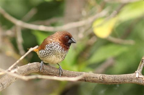 1,500 Exotic Birds Find Refuge in the Desert