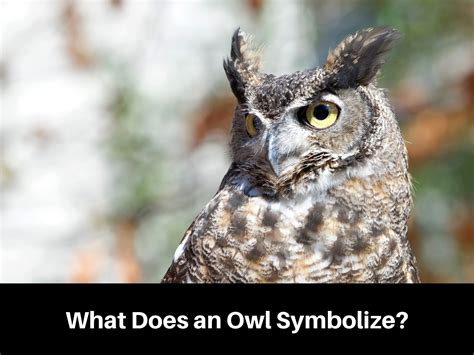 1,500-Year-Old Owl Symbolism: A Guide to Wisdom and Power