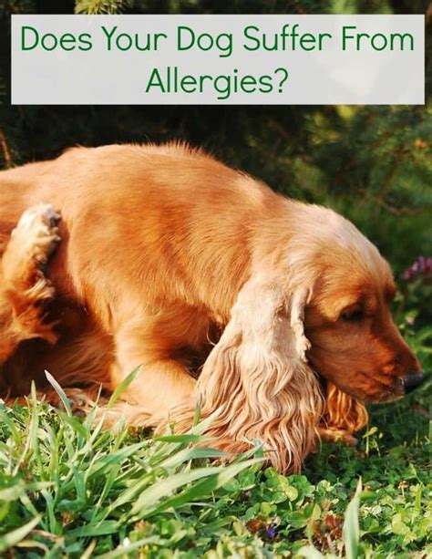 1 in 3 dogs suffer from allergies