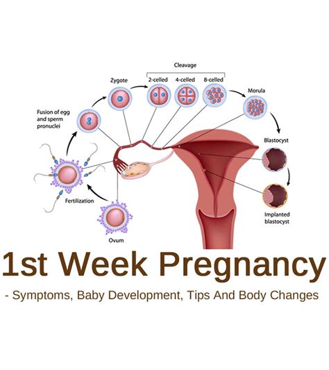 1-Week Pregnancy: The Unforeseen Early Signs