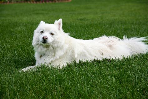 1. アメリカンエスキモー犬