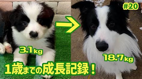 1. ボーダーコリーは初対面の人や犬に対して攻撃的ですか？