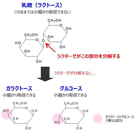 1. ラクトース不耐症