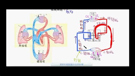 1. 促進血液循環：