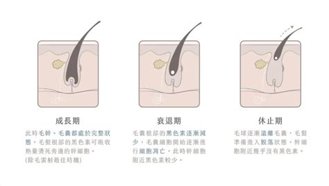 1. 刺激毛囊生長