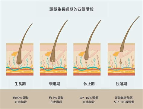 1. 刺激毛囊，促進頭髮生長