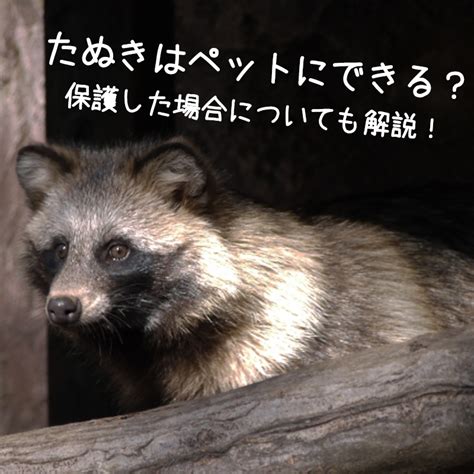 1. 合鴨はペットとして飼えますか？