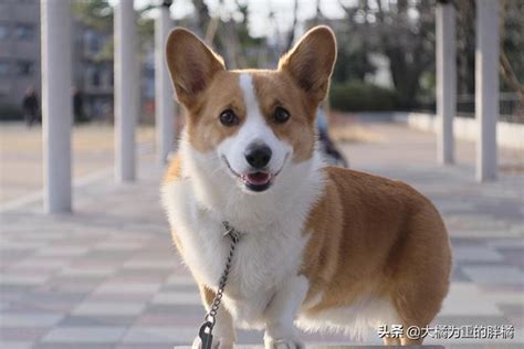 1. 哥基犬適合公寓飼養嗎？