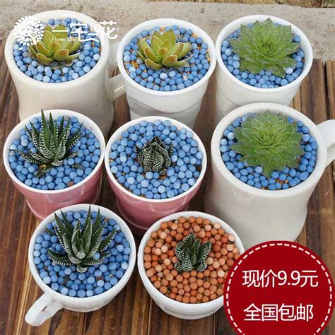 1. 多肉植物：