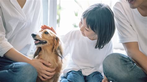 1. 子犬期 (生後 0 ～ 1 年)